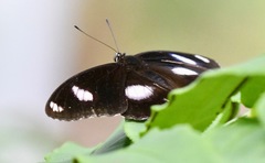 Hypolimnas bolina bolina