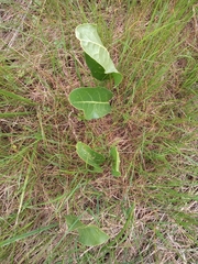 Jaborosa integrifolia