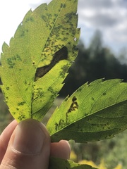 Phyllocnistis ampelopsiella