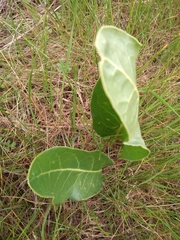 Jaborosa integrifolia