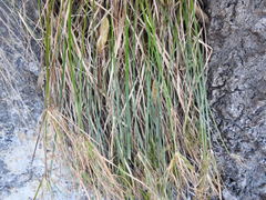 Cyperus leptocladus