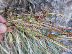 Cyperus leptocladus