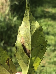 Phyllocnistis ampelopsiella