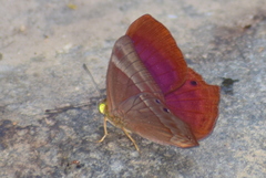 Abisara