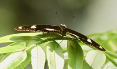 Hypolimnas bolina bolina