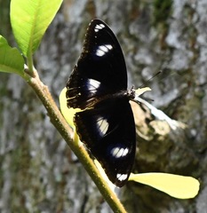 Hypolimnas bolina bolina