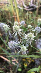 Eryngium aquaticum
