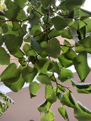 Tilia