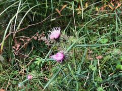 Cirsium nipponicum incomptum