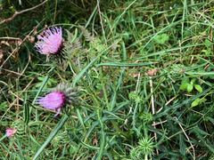Cirsium nipponicum incomptum