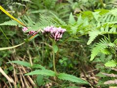 Eupatorium lindleyanum