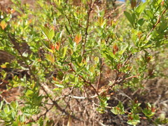 Searsia zeyheri