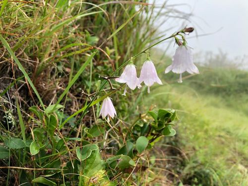 Image of Adenophora triphylla by (c) Yoshimasa Uchiyama, some rights reserved (CC BY)