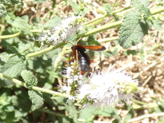 Hemipepsis mauritanica