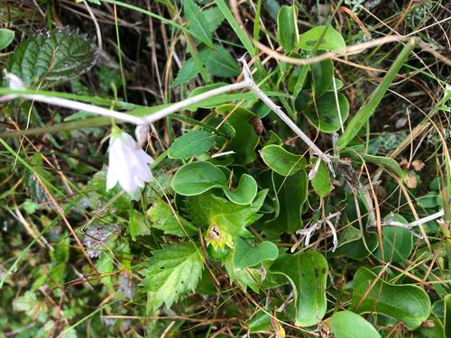Image of Adenophora triphylla by (c) Yoshimasa Uchiyama, some rights reserved (CC BY)