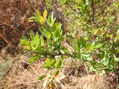 Searsia zeyheri