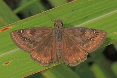 Erynnis baptisiae