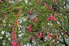 Patagona gigas