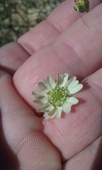 Hemizonia congesta luzulifolia