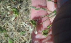 Hemizonia congesta luzulifolia