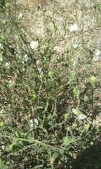 Hemizonia congesta luzulifolia