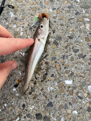 Merlangius merlangus