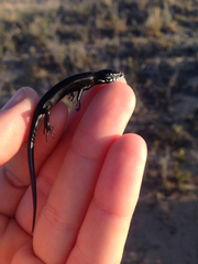 Plestiodon obsoletus