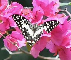 Papilio demoleus malayanus