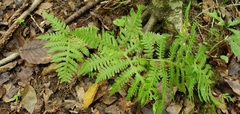 Phegopteris