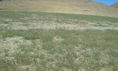 Hemizonia congesta luzulifolia