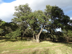 Quercus rotundifolia
