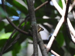 Hasora schoenherr chuza