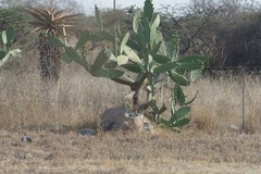 Opuntia ficus-indica