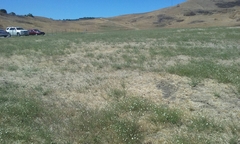 Hemizonia congesta luzulifolia