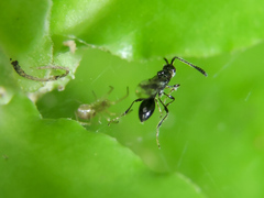 Spilomicrini