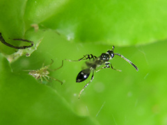 Spilomicrini