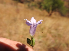 Ruellia cordata