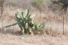 Opuntia ficus-indica