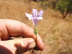 Ruellia cordata
