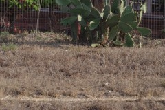 Opuntia ficus-indica