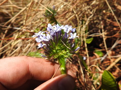 Pentanisia prunelloides