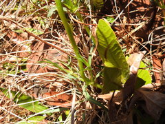 Pentanisia prunelloides