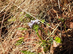 Pentanisia prunelloides
