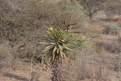 Aloe marlothii