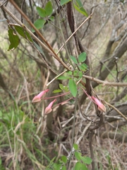 Tropaeolum pentaphyllum