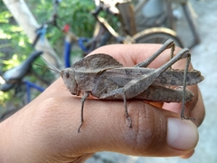 Xyleus discoideus mexicanus