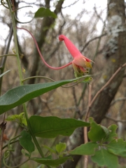 Tropaeolum pentaphyllum