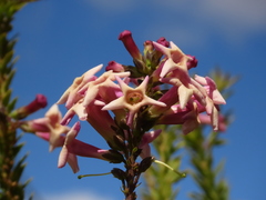 Freylinia densiflora