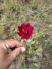 Cosmos atrosanguineus
