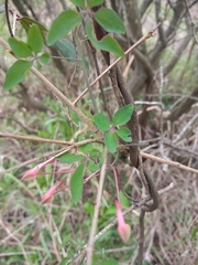 Tropaeolum pentaphyllum